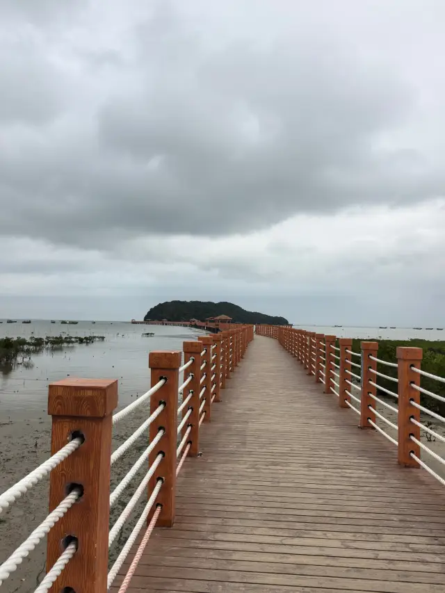 Explore the Mangrove Forest on Hailing Island, Embrace Nature