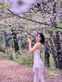 貴州的櫻花，如詩如畫