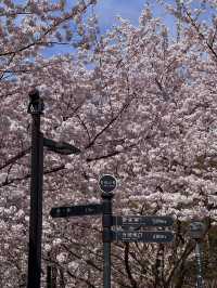 🌸上海虹口足球場，櫻花綻放的美景如詩如畫🌸
