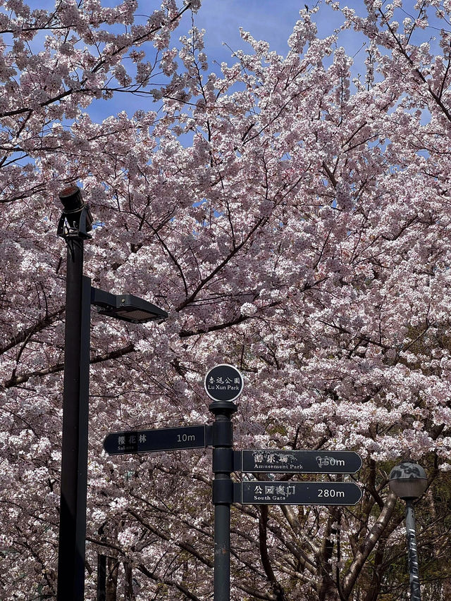 🌸上海虹口足球場，櫻花綻放的美景如詩如畫🌸