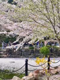 上海｜魯迅公園水上櫻花🌸3月實拍超絕美！