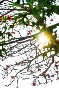 收吓泉州嘅「小紅花」——【刺桐花】