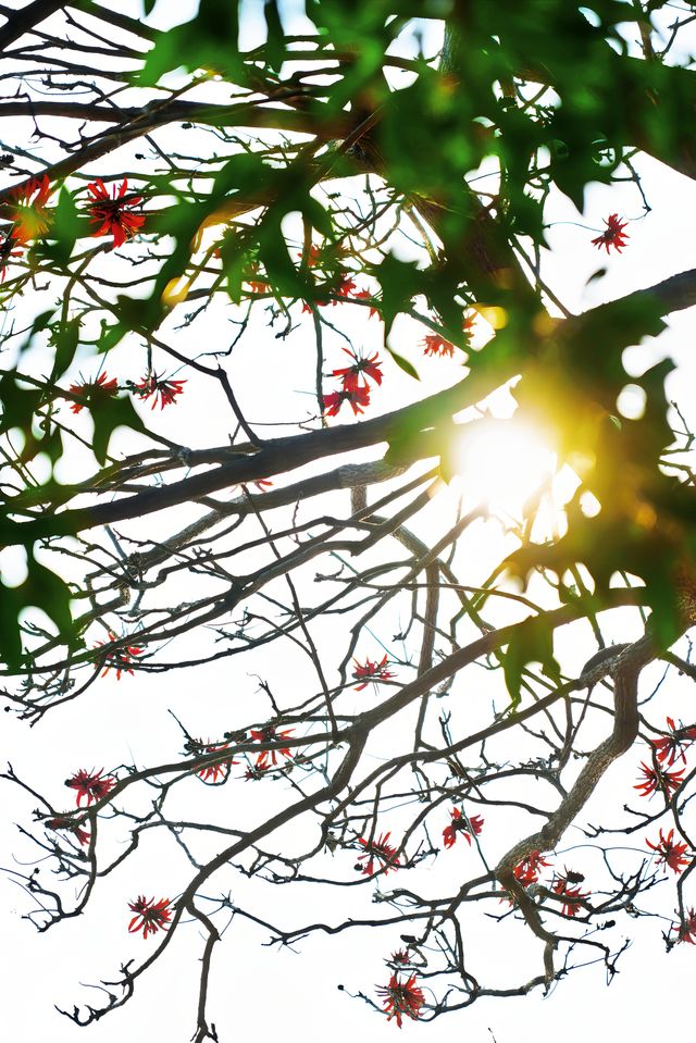 收吓泉州嘅「小紅花」——【刺桐花】