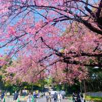 🌸東京櫻花季｜5大絕美賞櫻地全攻略📍目黑川的夜櫻是寫給春天的情書