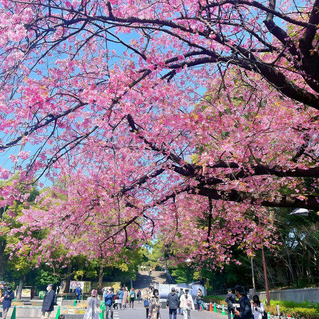 🌸東京櫻花季｜5大絕美賞櫻地全攻略📍目黑川的夜櫻是寫給春天的情書