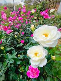 Festival of Roses in effect 💐💐💐