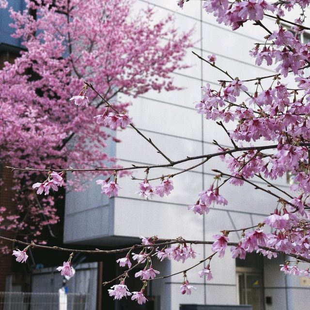 🌸3.9日本橋櫻花，陽光下的絢爛之美