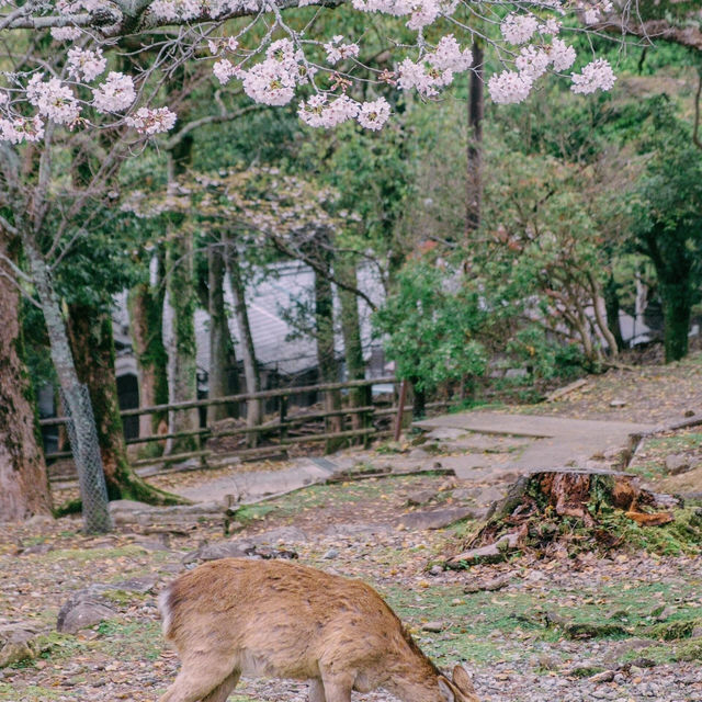🌸追櫻地圖 | 日本的春天，是一萬次的春和景明