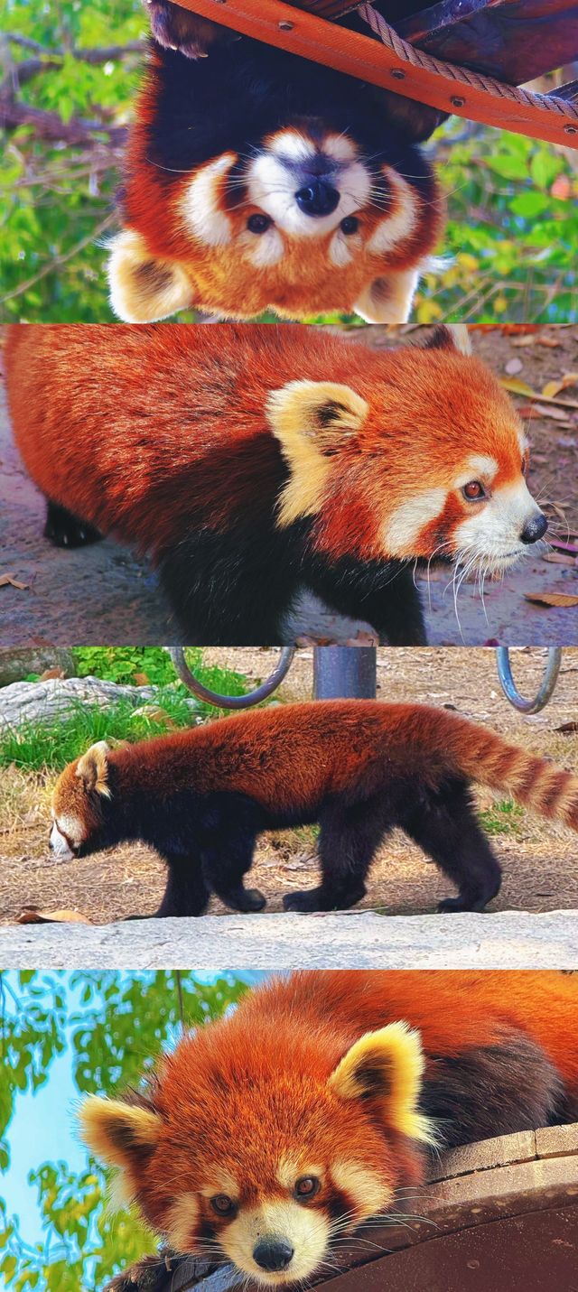 天啊！這應該是動物世界的天花板吧
