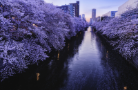 🌸Trip接送機|日本春日出遊指南·東京篇2