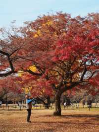 代々木公園での秋の完璧な日々を楽しむ