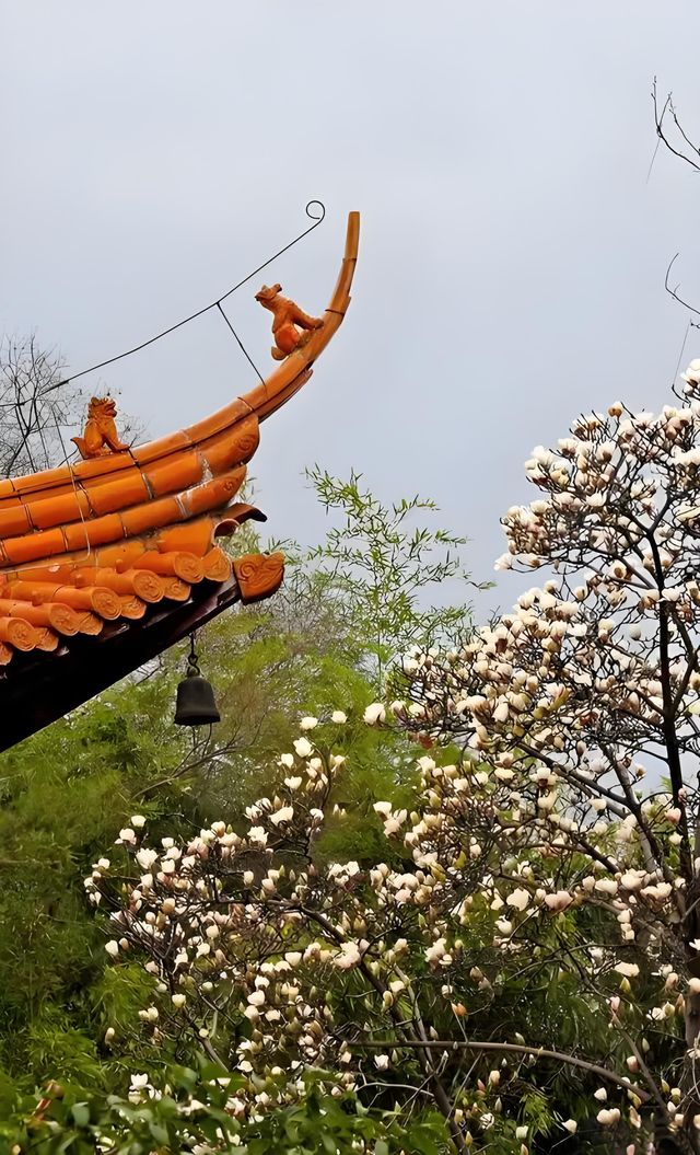 🪷邂逅明孝陵的玉蘭之美！