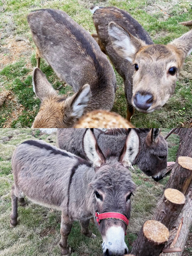 趣遊三峽長頸鹿樂園，邂逅萌寵萌動瞬間