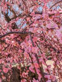 札幌賞櫻全攻略：北國都市的春日櫻花物語！