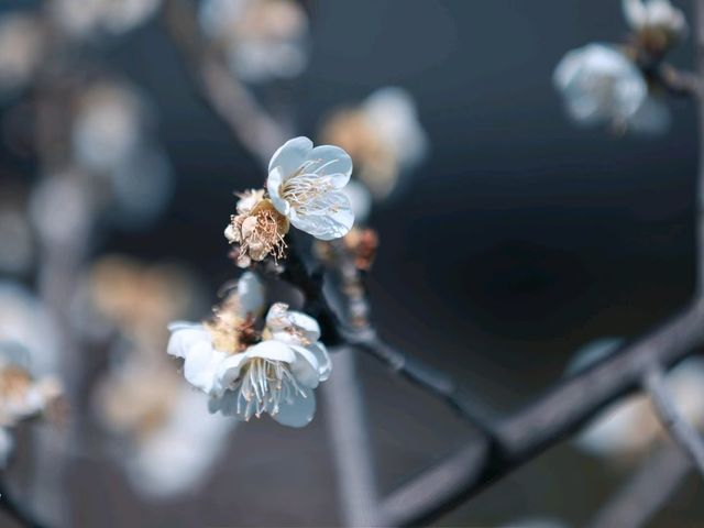 曾趙園臨水茶座丨江南詩意慢生活
