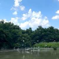 江門| 巴金筆下嘅《小鳥天堂》🐦