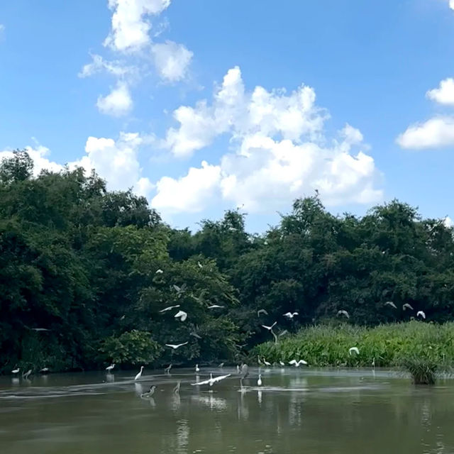 江門| 巴金筆下嘅《小鳥天堂》🐦
