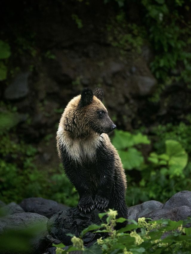 北海道·知床野生棕熊最佳觀測時間揭秘。