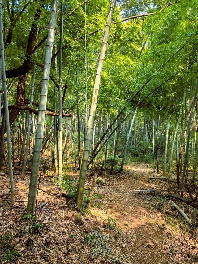 探秘「寧波小里約」栲栳山，解鎖絕美徒步路線