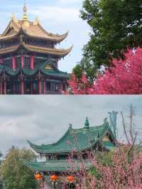來鴻恩寺，邂逅花與禪意的浪漫約定