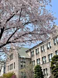 🇰🇷2025梨花女子大學櫻花季攻略