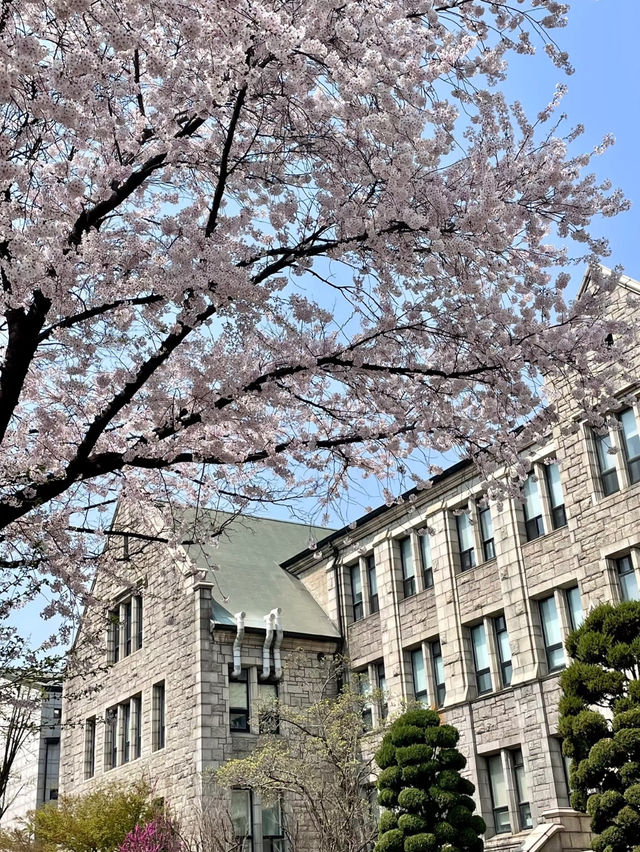 🇰🇷2025梨花女子大學櫻花季攻略