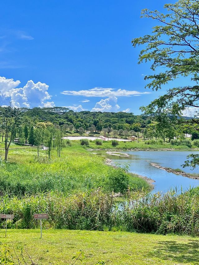 石岩湖濕地公園 | 環湖徒步騎行天花板