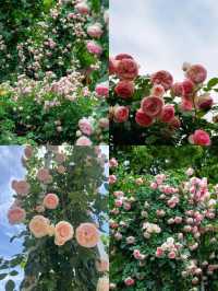 上海花木月季園3天深度遊攻略