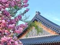 🌸首爾國會議事堂，晚櫻綻放的浪漫角落