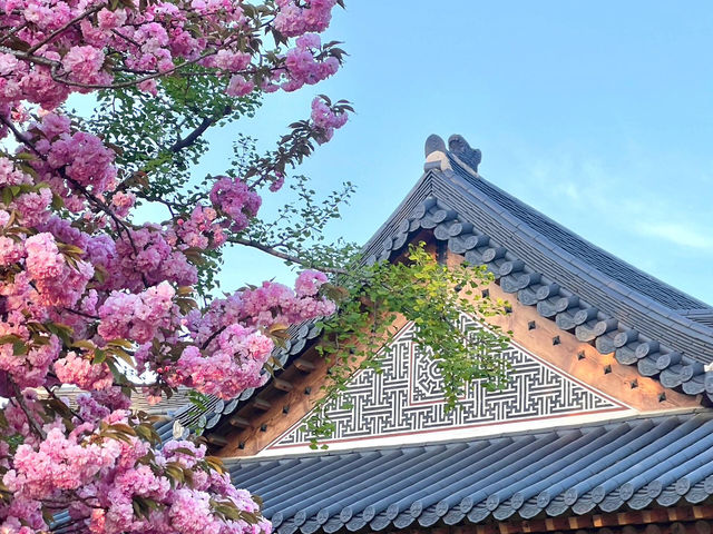 🌸首爾國會議事堂，晚櫻綻放的浪漫角落