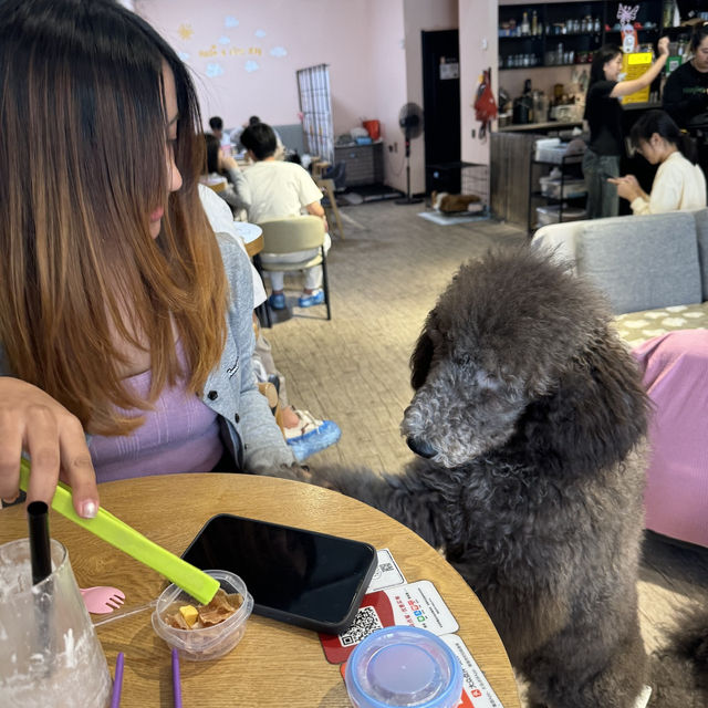 🐾 ☕️ Paws & Lattes at VE Café, Shinan 