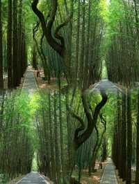 蘇州同里國家濕地公園/吸氧指南