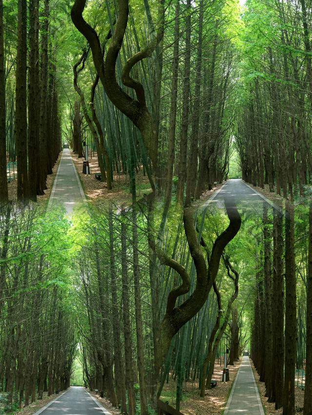 蘇州同里國家濕地公園/吸氧指南