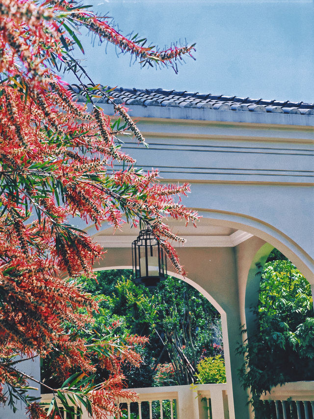 推開興國賓館門，我撞進百年老樹嘅歲月臂彎