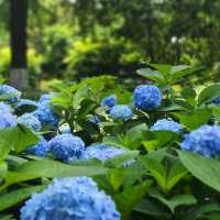 💙救命！中山公園的藍色繡球花直接美瘋我！！