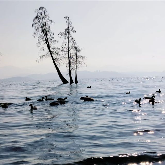 去洱海觀賞不一樣的風景