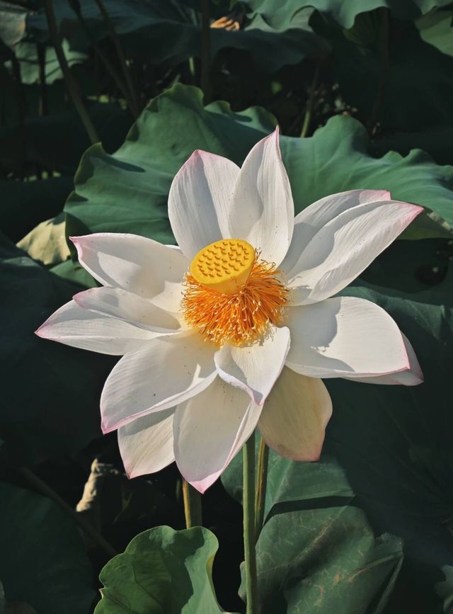 夏日限定！呢度嘅荷花真係好上鏡！