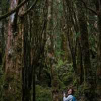 เดินเล่นป่าโบราณไต้หวัน Taipingshan