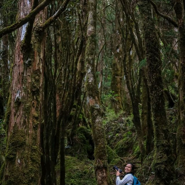 เดินเล่นป่าโบราณไต้หวัน Taipingshan