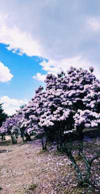 涼山好去處