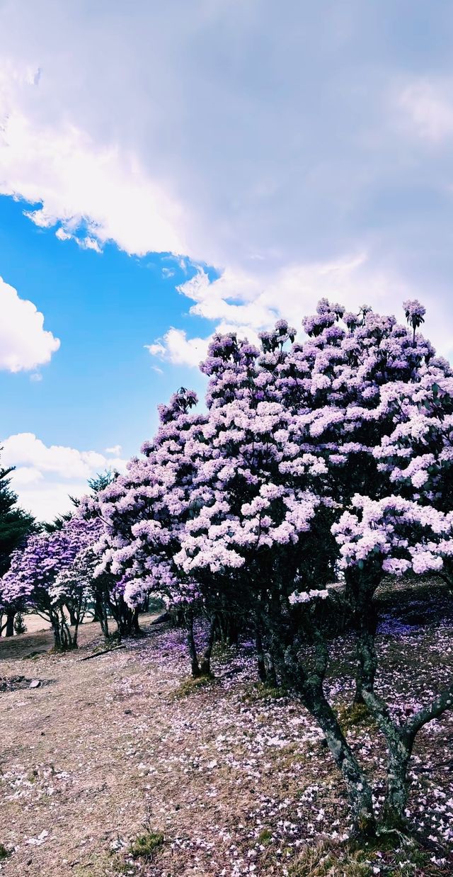 涼山好去處