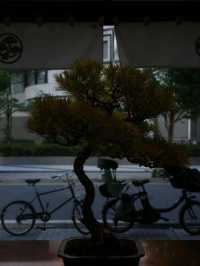 東京・盆栽咖啡體驗｜Bongen Coffee的療癒時光 