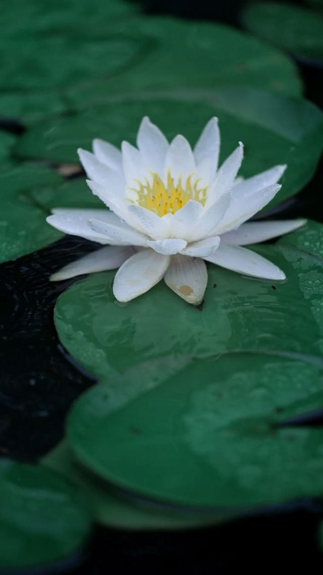蘇州秘境！虎丘濕地睡蓮綻放，邂逅莫奈花園的浪漫