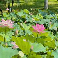 蓮花公園荷花季，在小區樓下就能賞荷