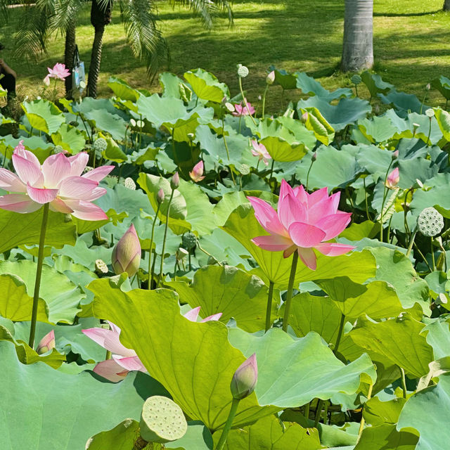 蓮花公園荷花季，在小區樓下就能賞荷