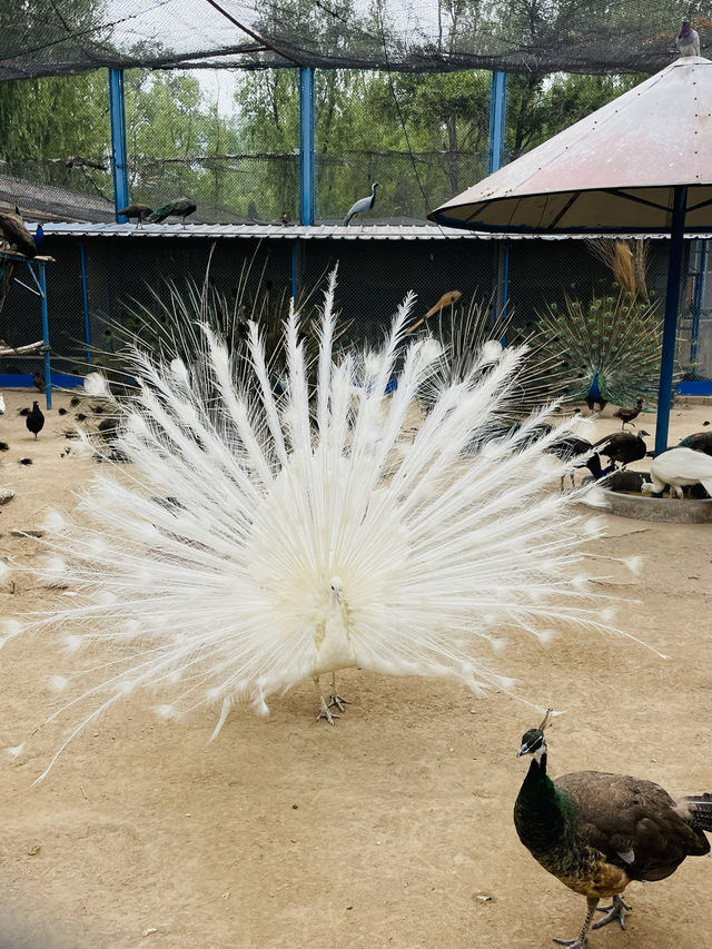 《太原》森林公園
