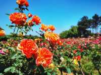 闖入莫奈花園！南京溧水玫瑰園美到癲
