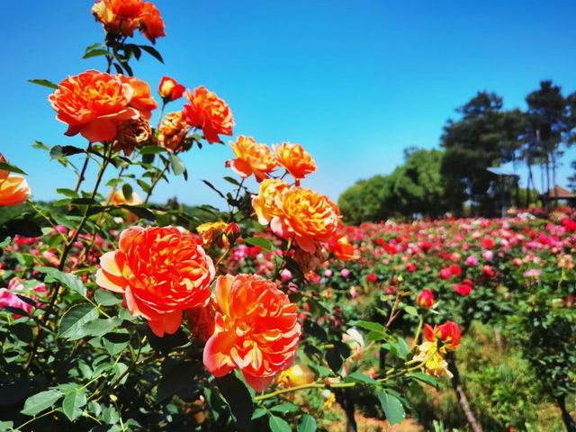 闖入莫奈花園！南京溧水玫瑰園美到癲