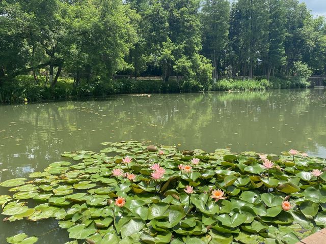 一見傾心西湖遊