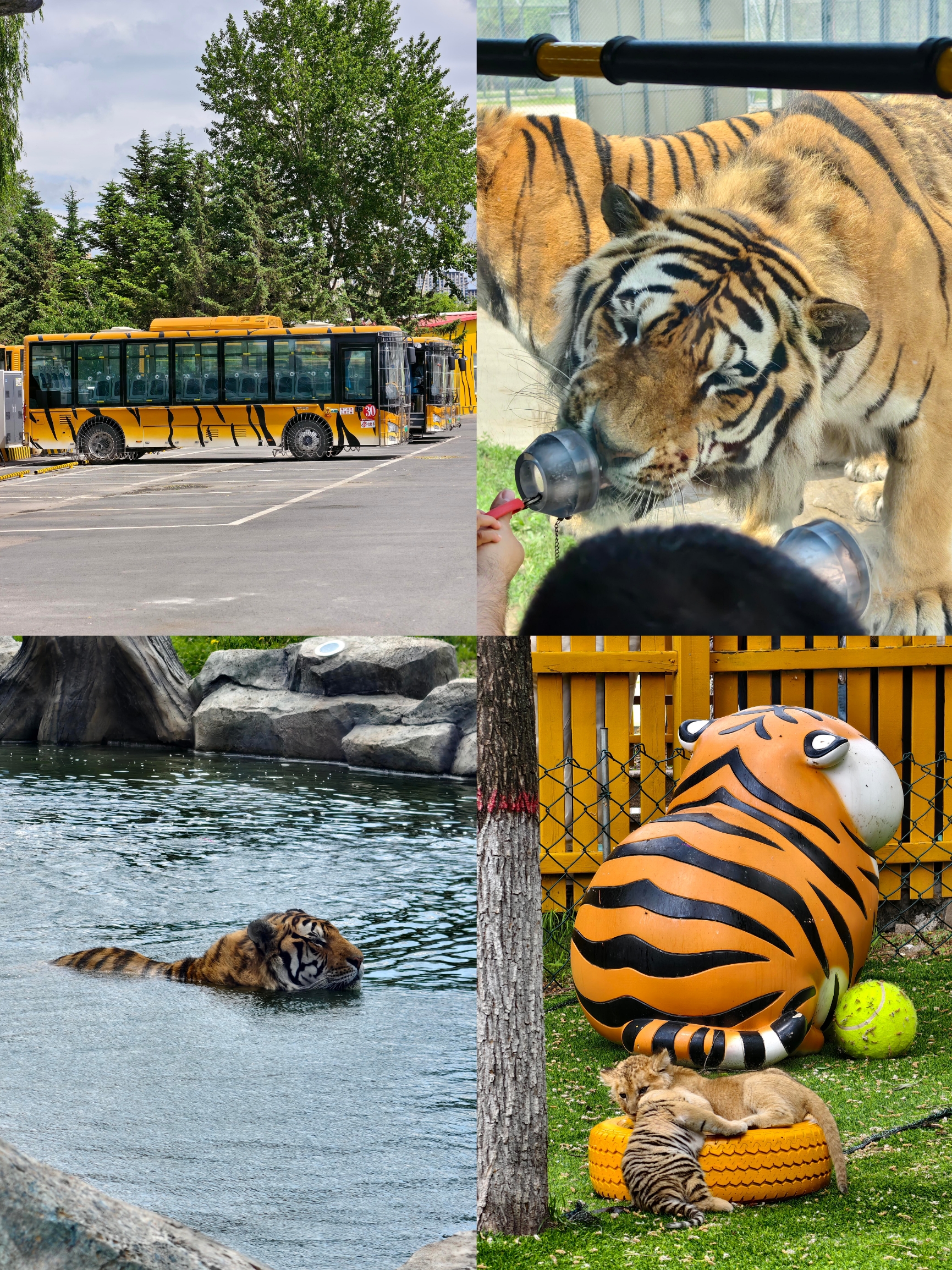 Tiger King Big Cat Rescue Coupon 10+ Thousand Big Cat Running